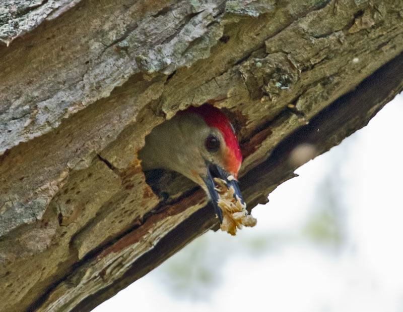 Red Bellied Woodpecker II
