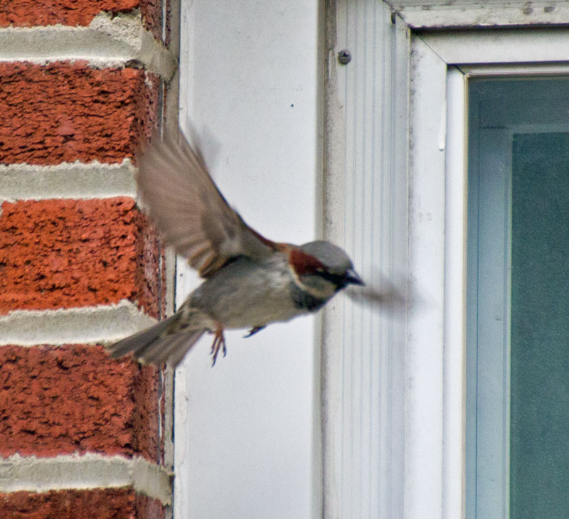 House Sparrow, male