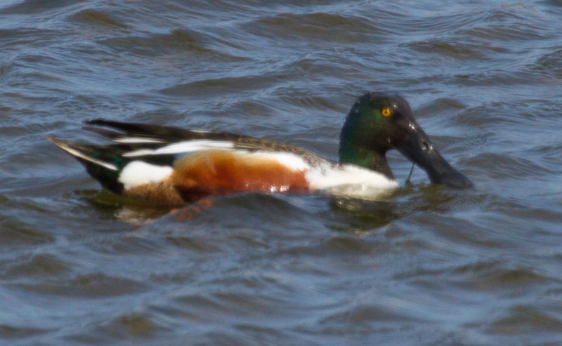 Northern Shoveler