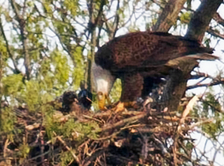 Bald Eagle
