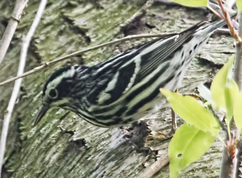 Black and White Warbler