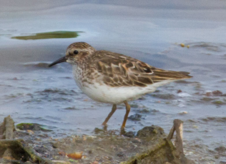 Least Sandpiper
