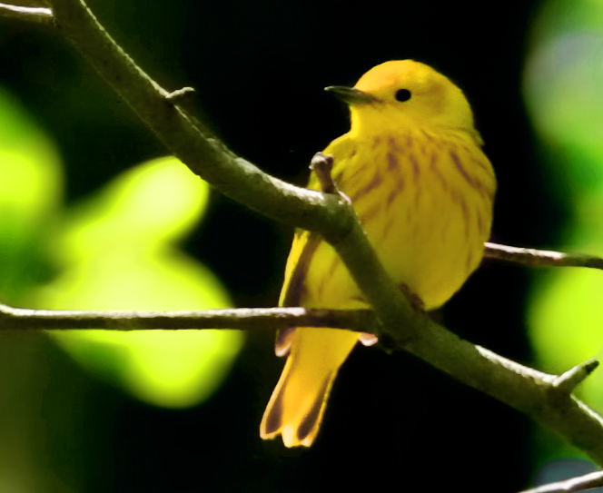 Yellow Warbler