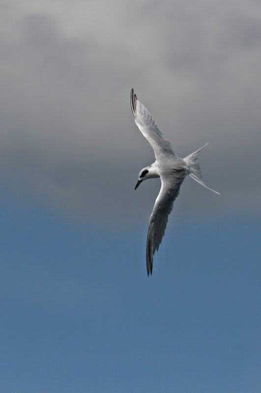 Forster's Tern