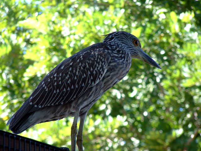 heron.JPG