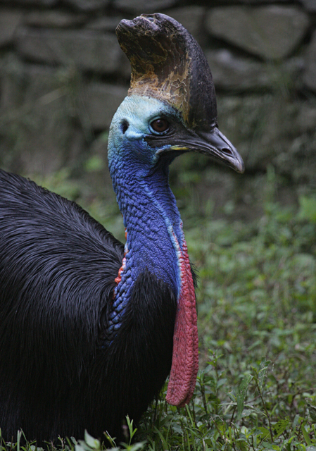 Southern Cassowary