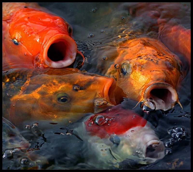 Koi