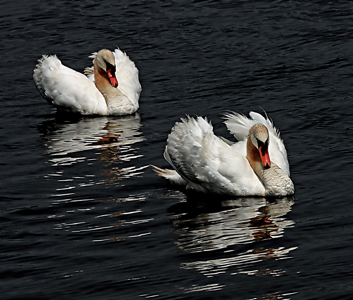 Swan Lake