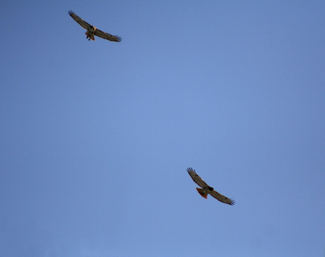 Soaring Red Tail Hawks