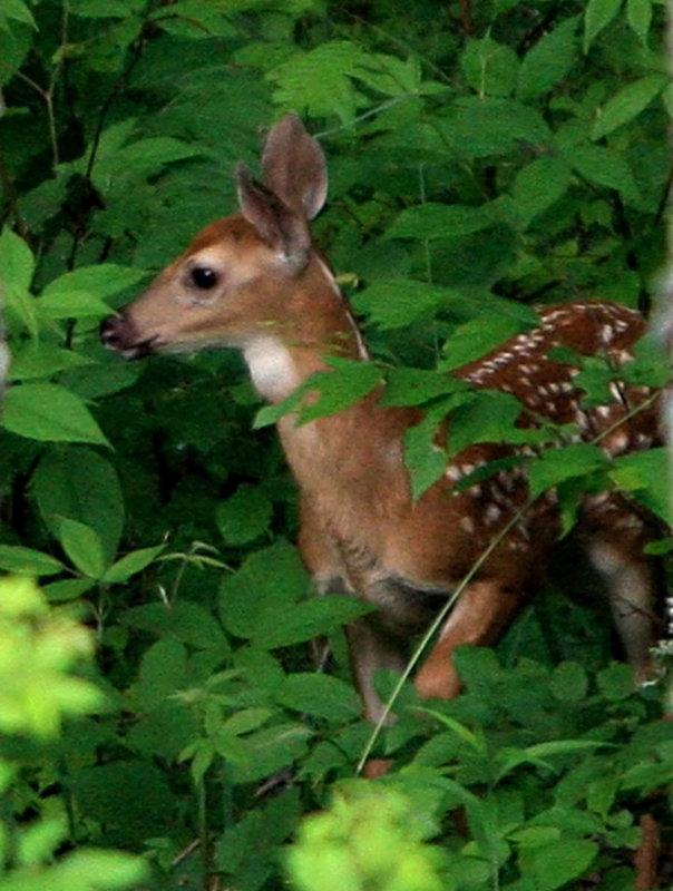 Bambi