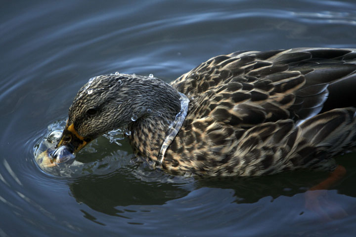 Water off a Duck's back