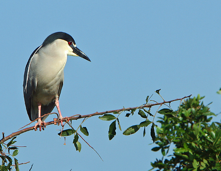 Heron
