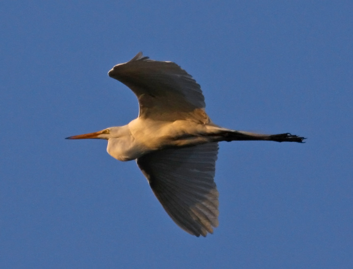 Egret at Sunset