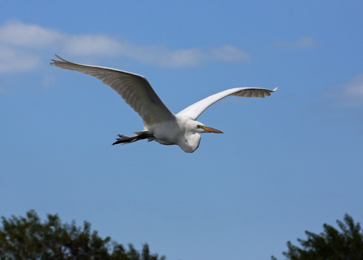 Great Egret  in flight