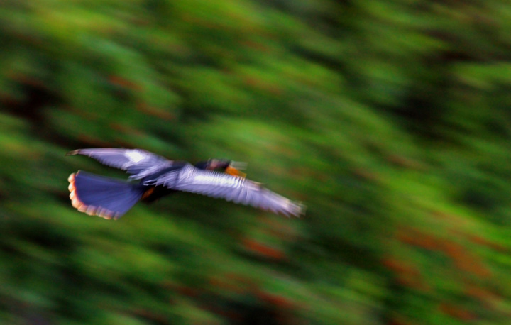 Anhingha Blur