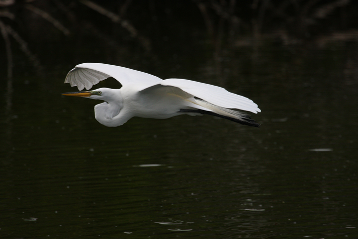 Silent Glide