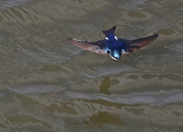 Barn Swallow