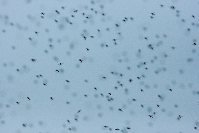 Mosquito Hatch