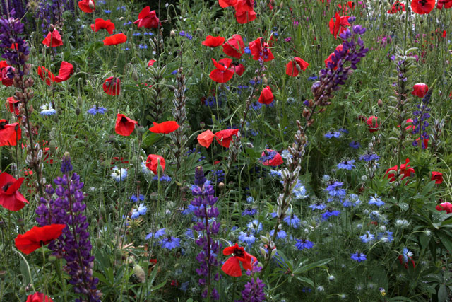 Poppies