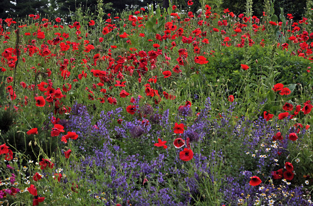 Poppy Field