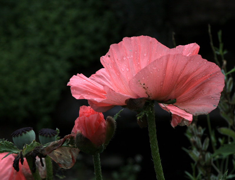 Blush