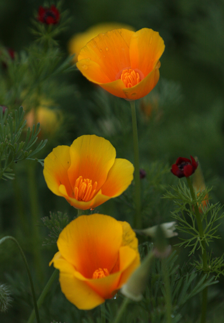 California Poppies