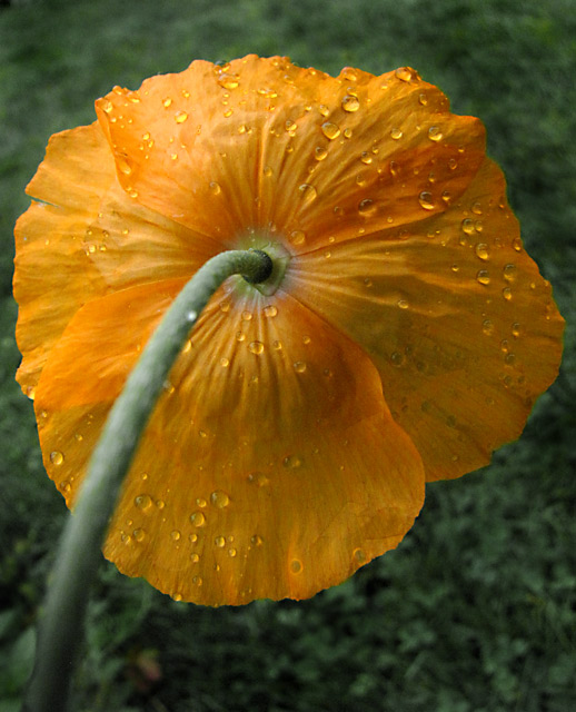 Umbrella