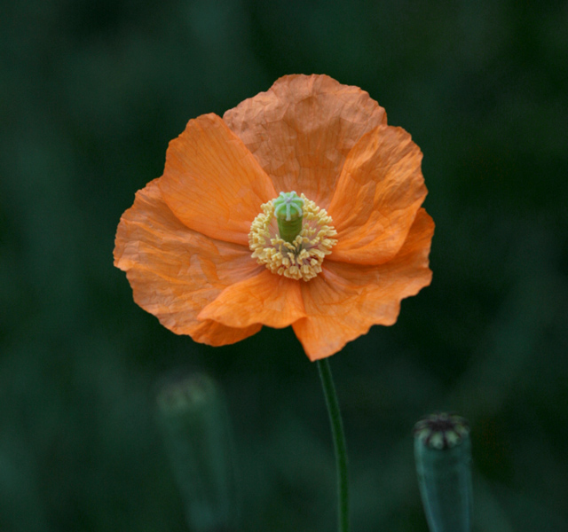 Fragile