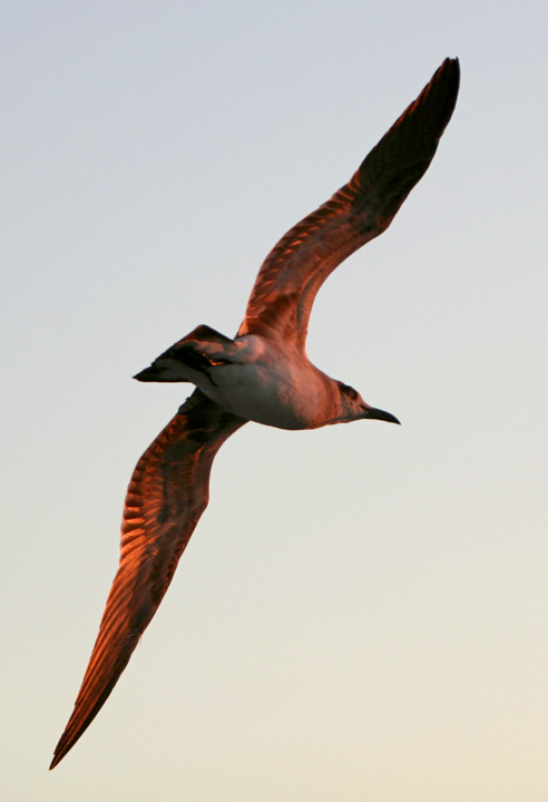 Sunset Gull
