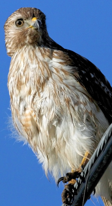 Young Hawk