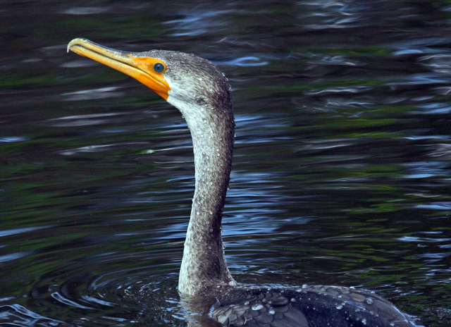 cormorant