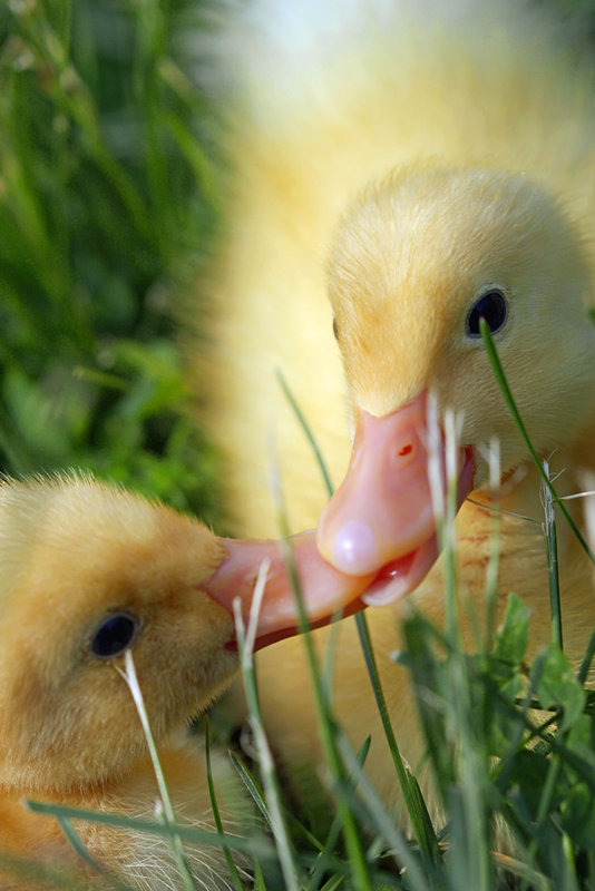 kisses