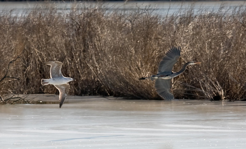 The Chase