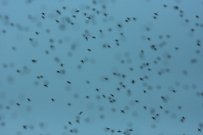 Skeeters!!.