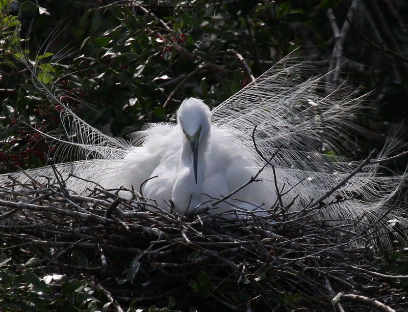 Nesting