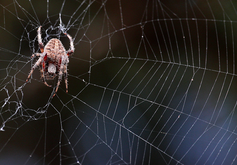 Boris the Spider