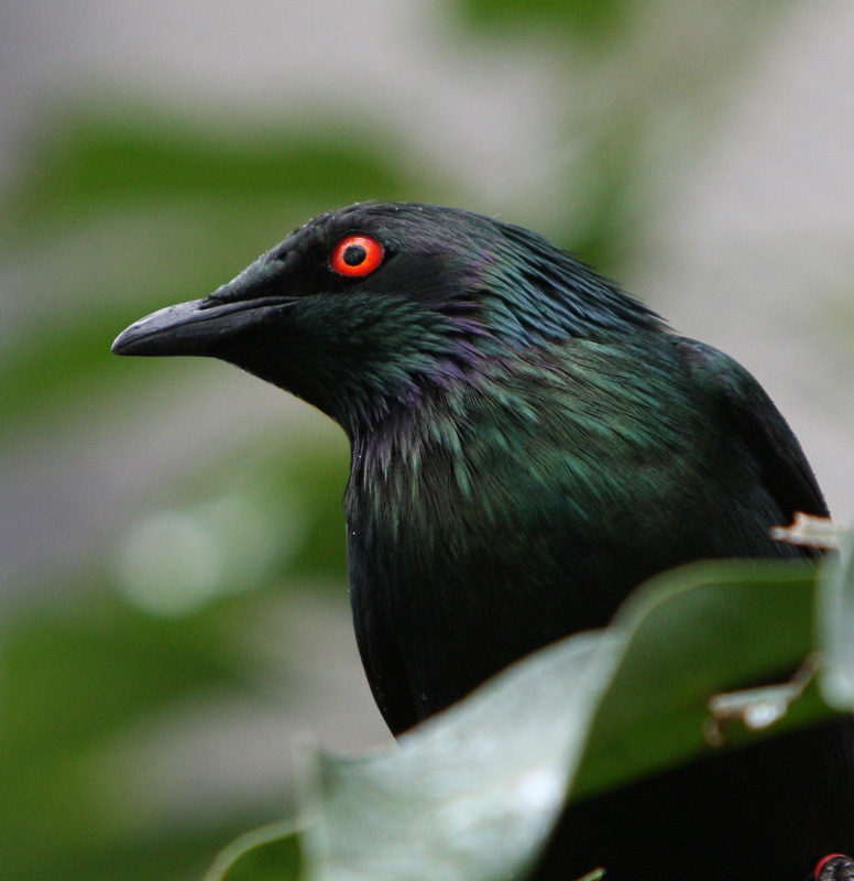 Metallic Starling