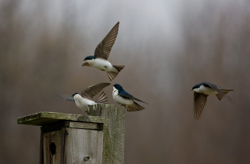 Tree Swallows
