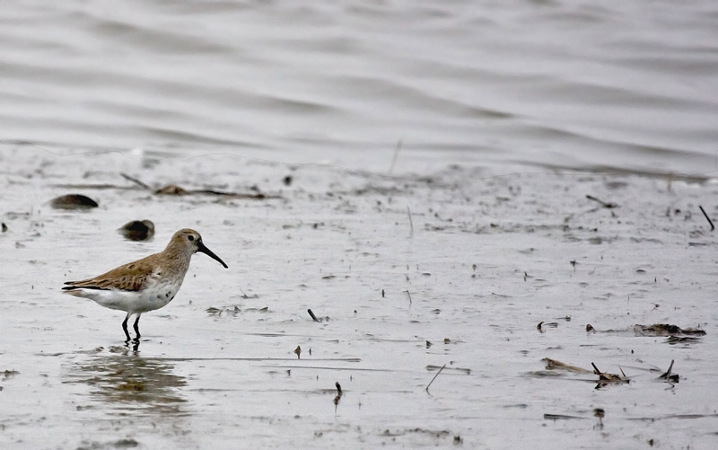 Sandpiper in the muck