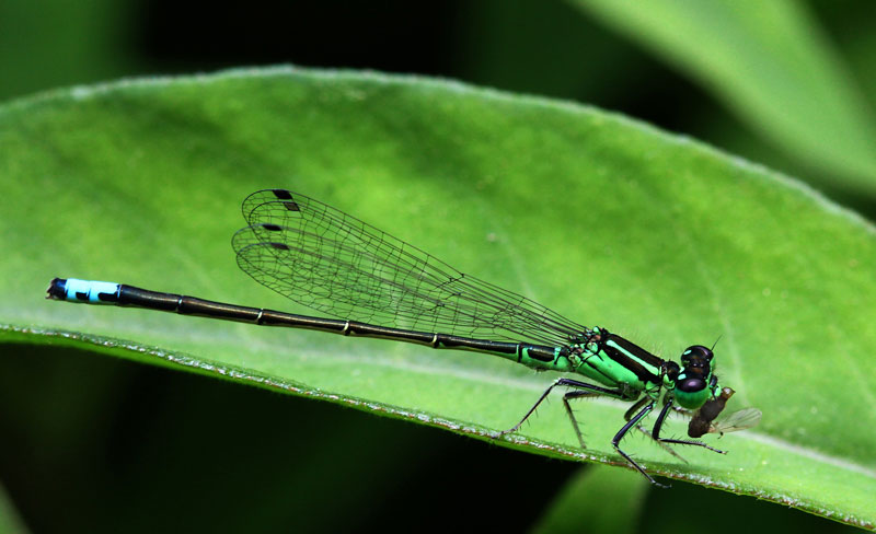 Damsel Dining