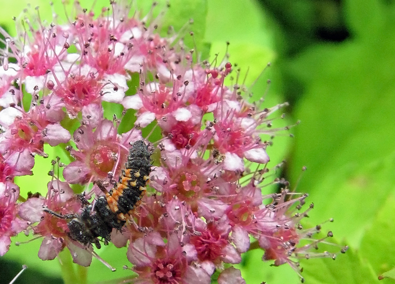 Creepy crawly