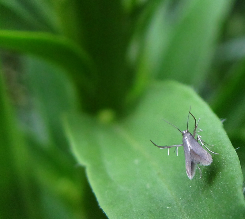 The 'What the heck is this' moth