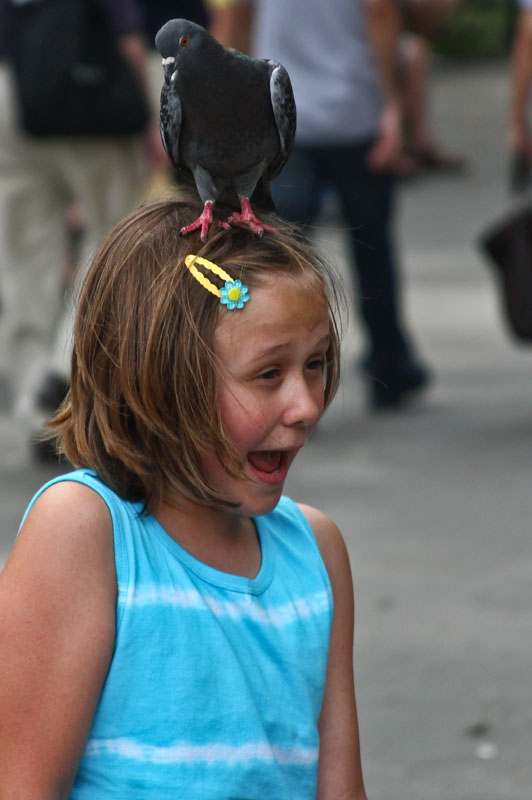 There's a Pigeon on my Head!!