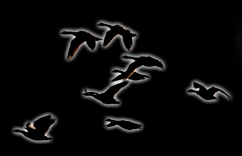 Inverted Geese