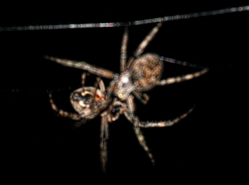 Spider Fight