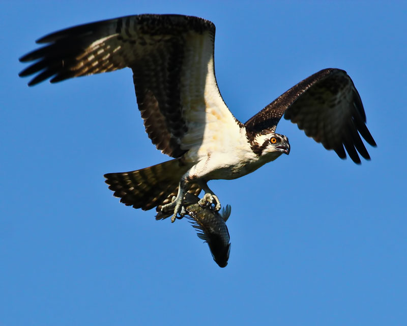 IMG_0075 copy