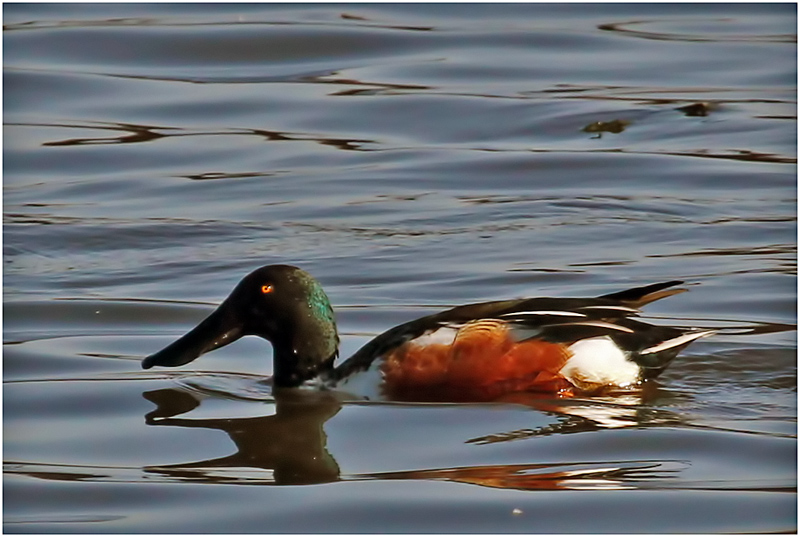 Northern Shoveler