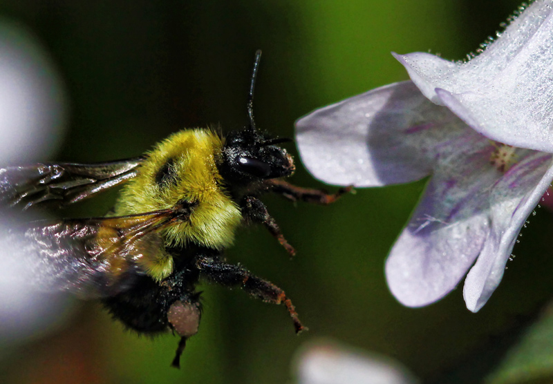 Busy Bee