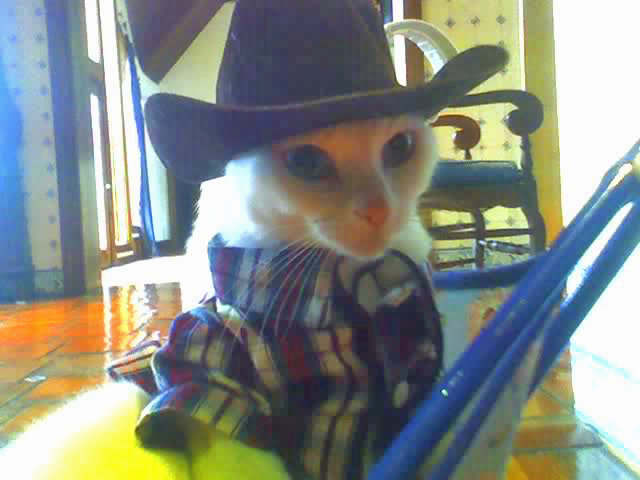 cat