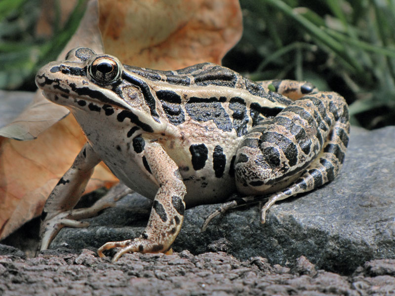 leopard-frog